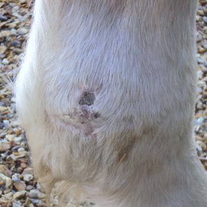 Ulcerative non-healing leg wound in a horse - Willingsford Healthcare