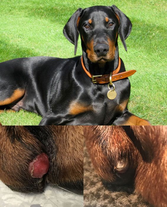 kabine Migration Maleri Non-healing paw wound in dog - Willingsford Healthcare