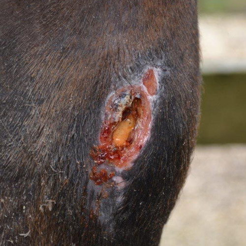 Puncture wound on the knee of a horse - Willingsford Healthcare