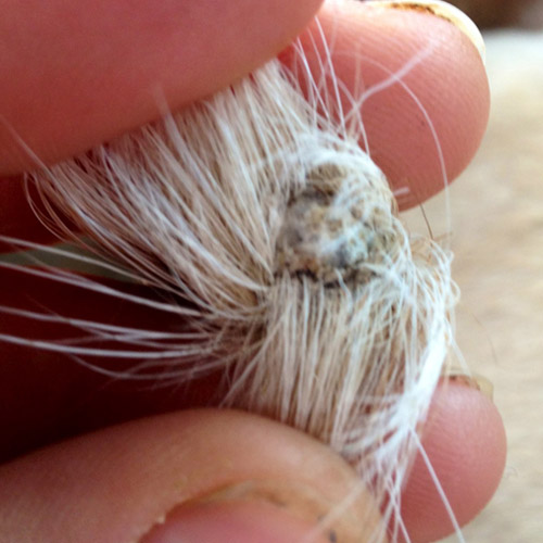 Bone sticking out of dog's outlet tail