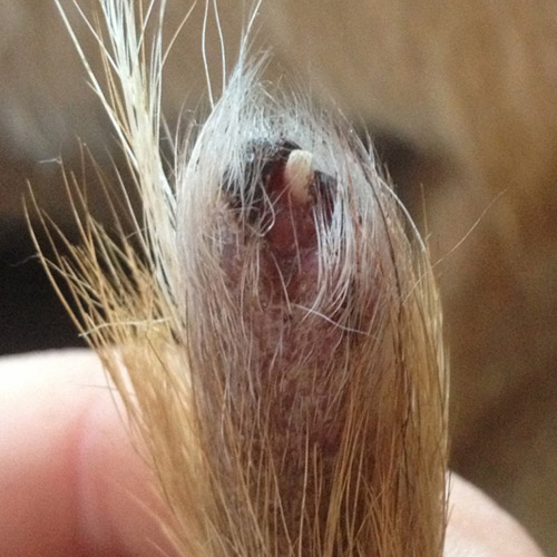 how to treat dog tail wound