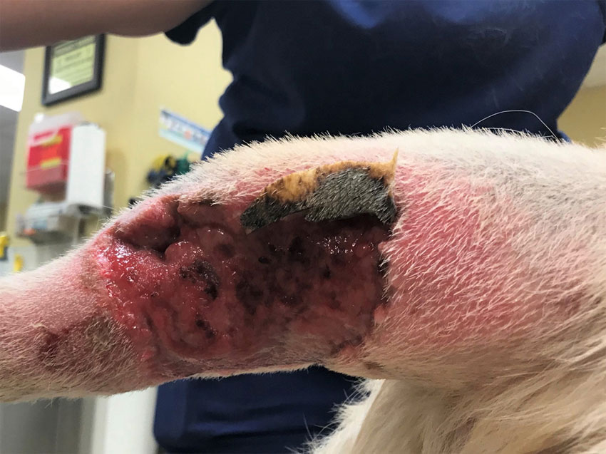 how to treat dog tail wound