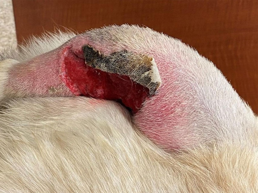 Treating infected clearance wound on dog