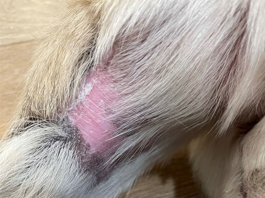 how to treat dog tail wound