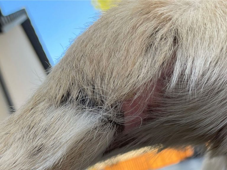 Treatment of multiresistant necrotizing fasciitis infection in dog