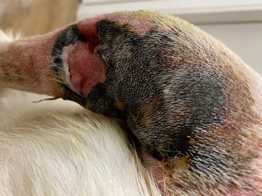 how to treat dog tail wound