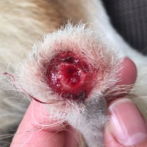 Dog with end of tail bitten off