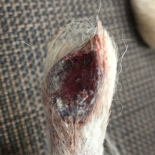 Dog with end of tail bitten off
