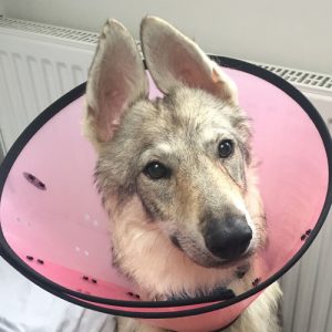 Dog with end of tail bitten off