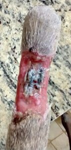Dog tail with necrotizing fasciitis (flesh-eating infection). Rapid improvement with SertaSil.