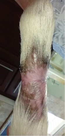 Dog tail with necrotizing fasciitis (flesh-eating infection). Complete and stable healing with SertaSil.