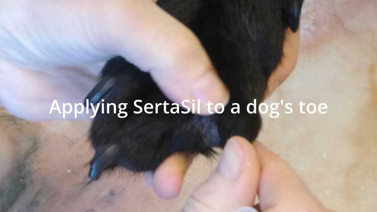 Applying-SertaSil-to-a-dog's-toe-750px